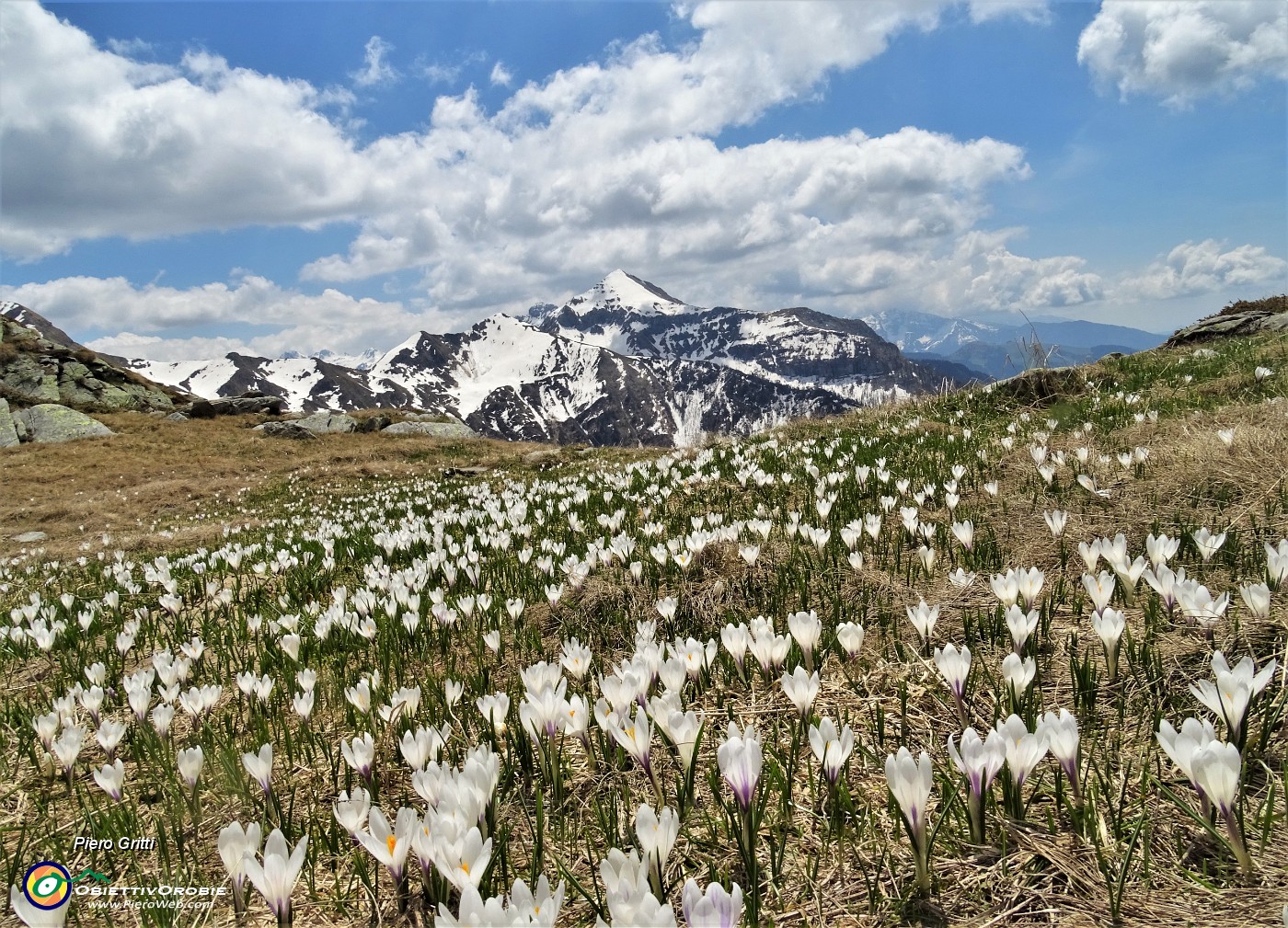 45 Distese di Crocus vernus con vista verso il Monte Cavallo.JPG